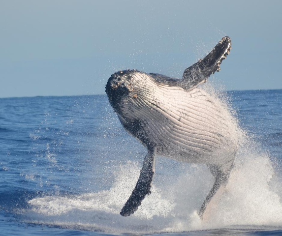 A humpback whale breaching off the Gold Coast during winter, a must-see seasonal attraction for visitors.
